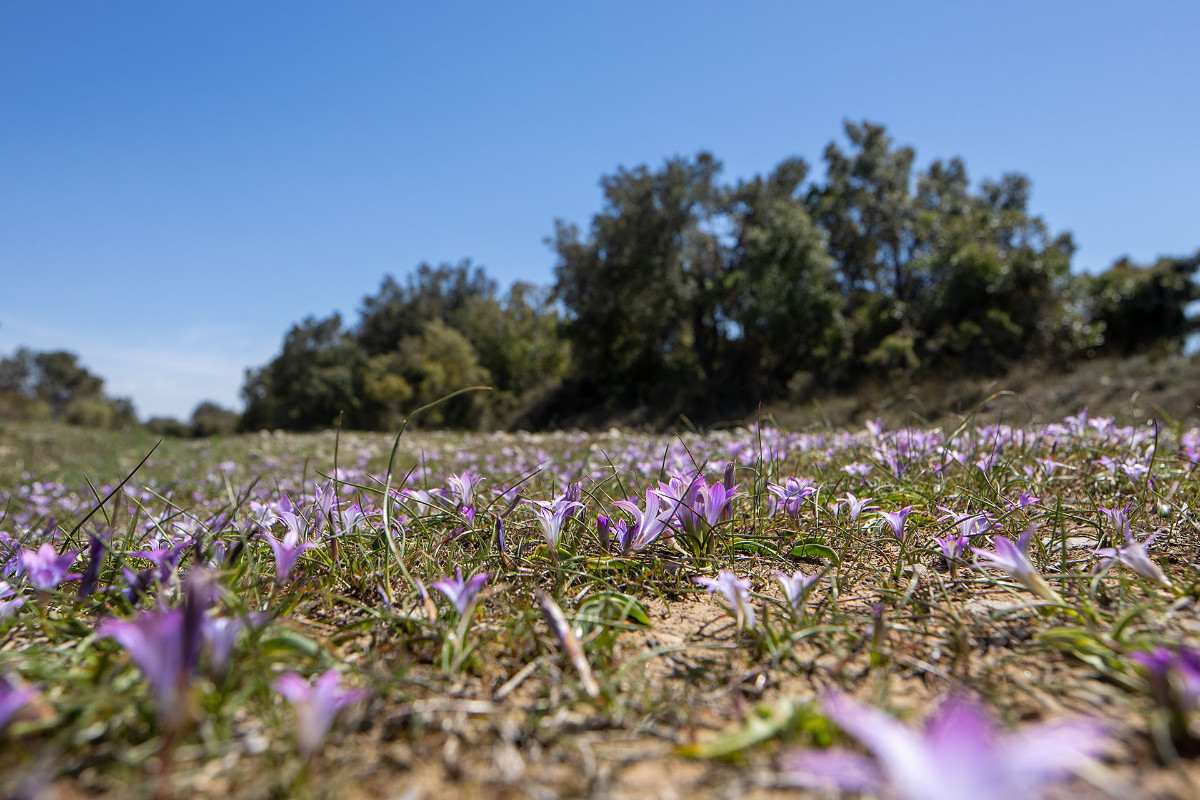 Romulea ligustica_1416.jpg