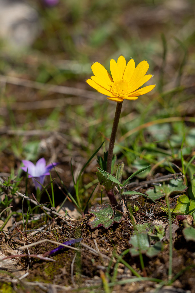 Anemone palmata_Iberische Fruehlings-Anemone_6132.jpg