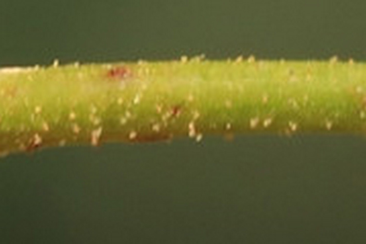 Persicaria Harry.JPG