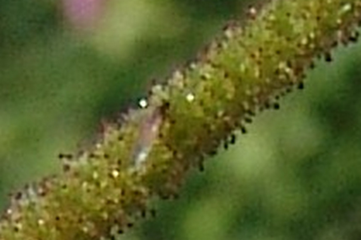Persicaria Michael.jpg