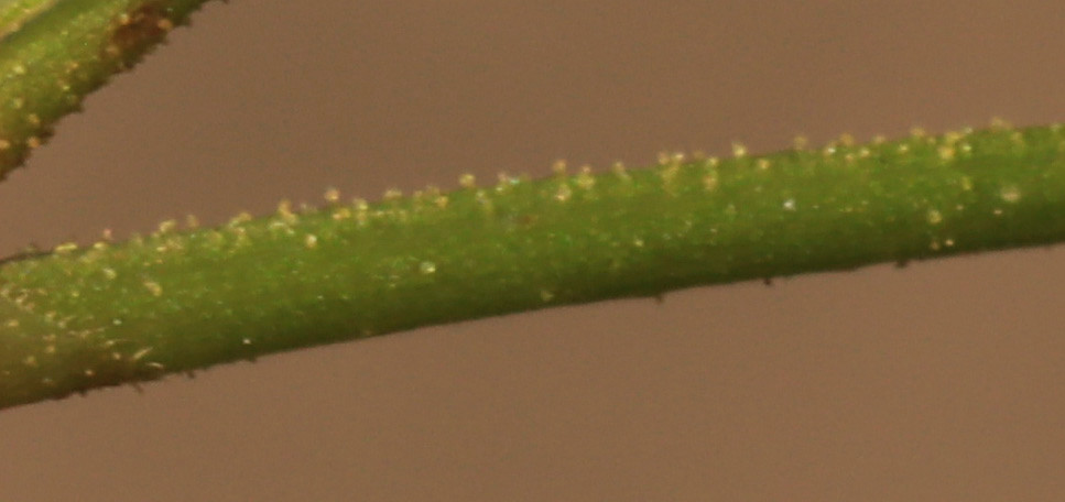 P11a.JPG