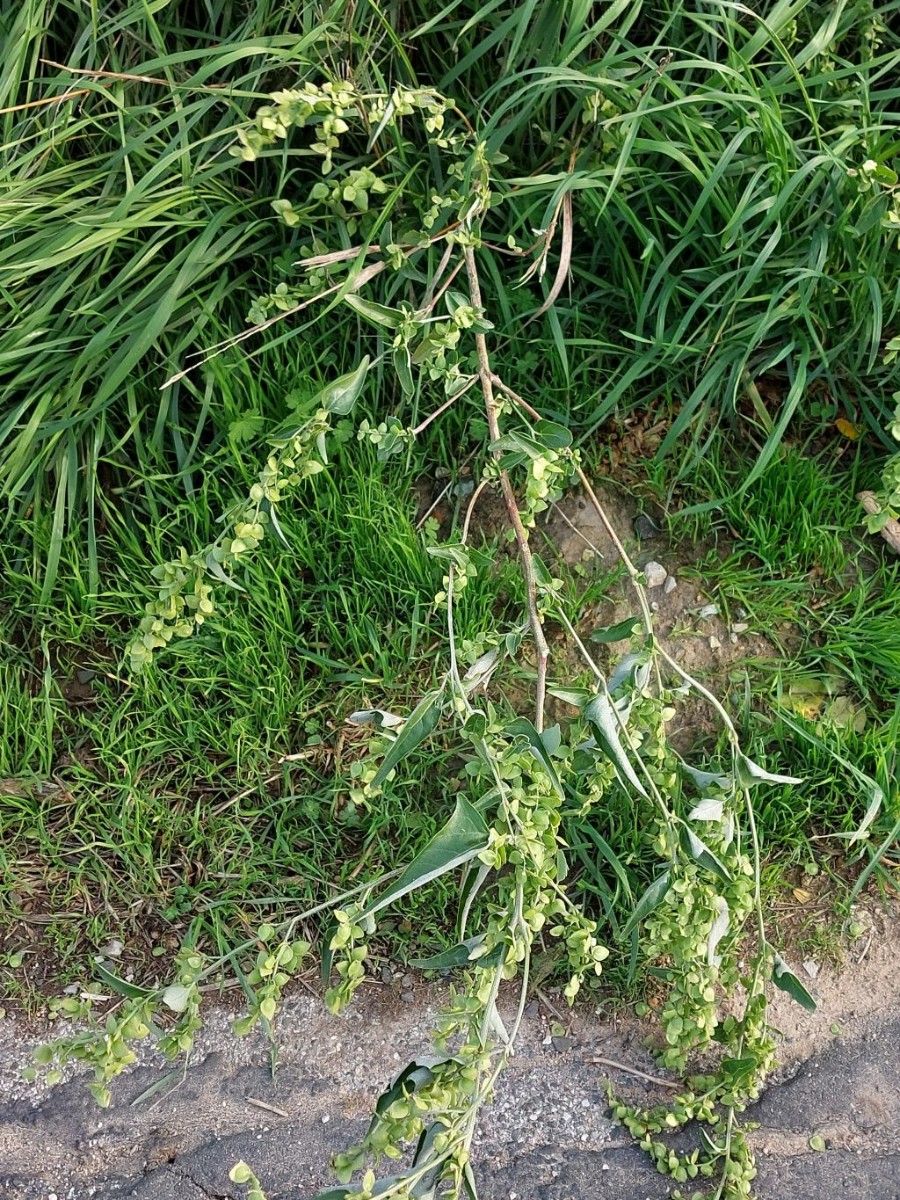 Atriplex 1a_LIF_2022-10-05.jpg