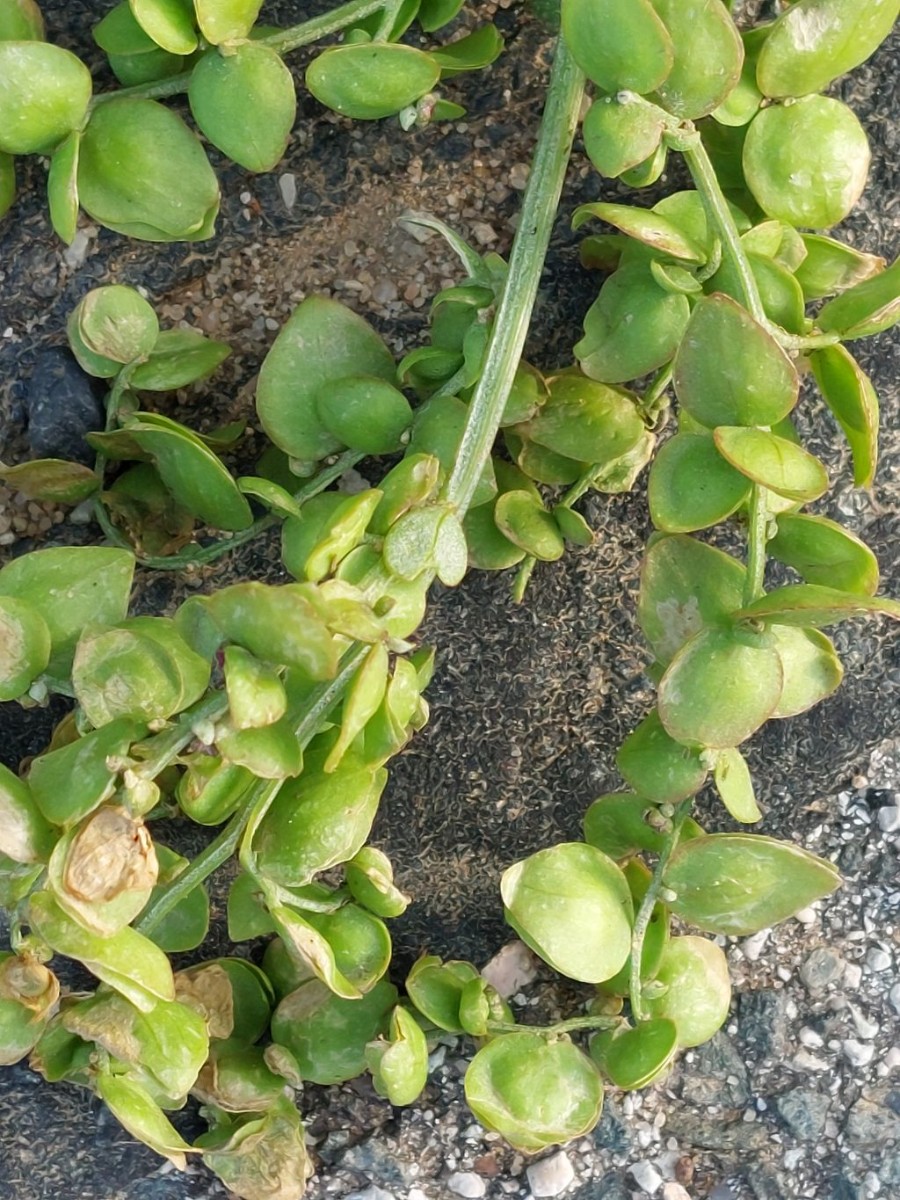 Atriplex 1b_LIF_2022-10-05.jpg