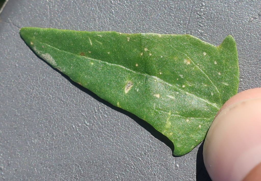 Atriplex 1d_LIF_2022-10-06.jpg