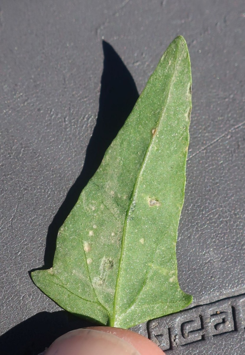 Atriplex 1e_LIF_2022-10-06.jpg