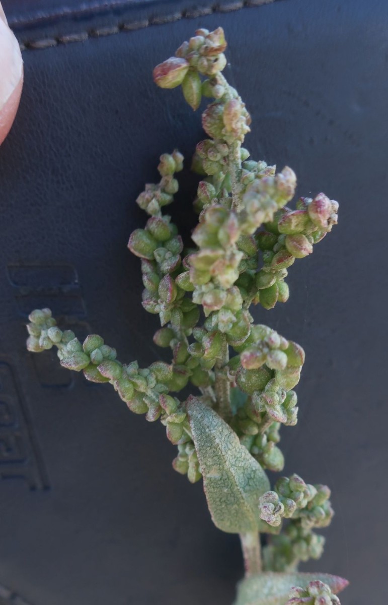 Atriplex 2a_LIF_2022-10-06.jpg