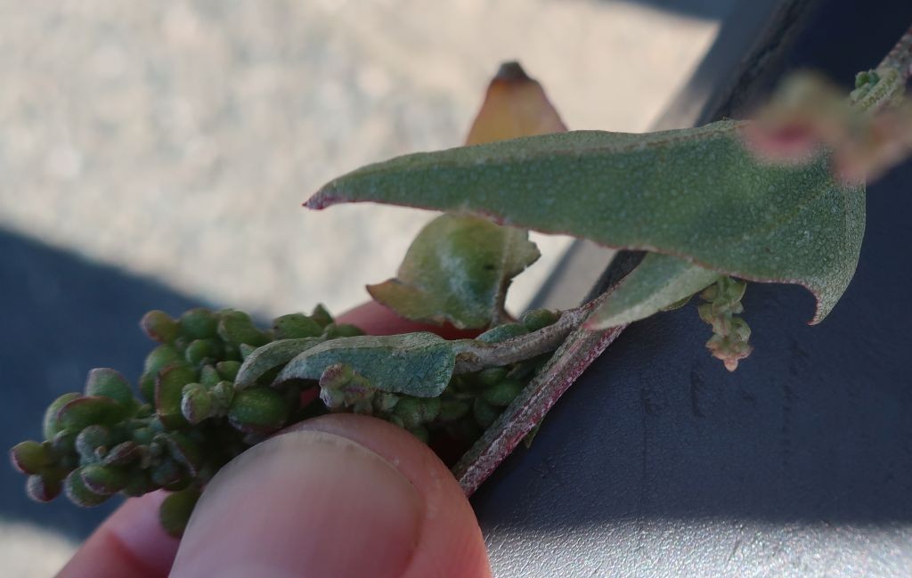 Atriplex 2b_LIF_2022-10-06.jpg