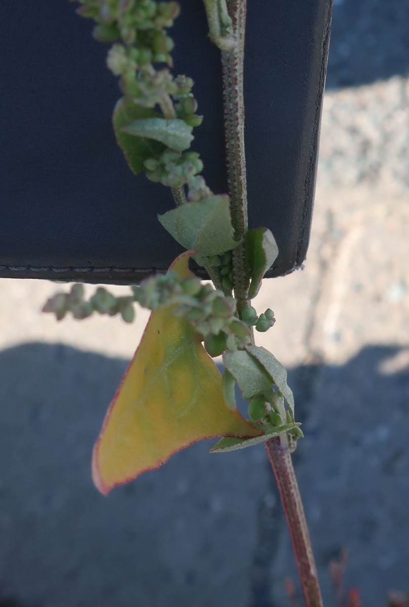 Atriplex 2e_LIF_2022-10-06.jpg