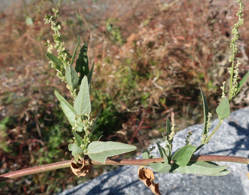 Atriplex 3b_LIF_2022-10-06.jpg