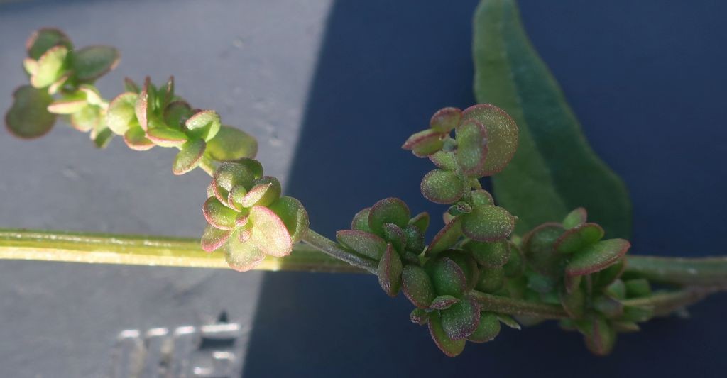Atriplex 3e_LIF_2022-10-06.jpg