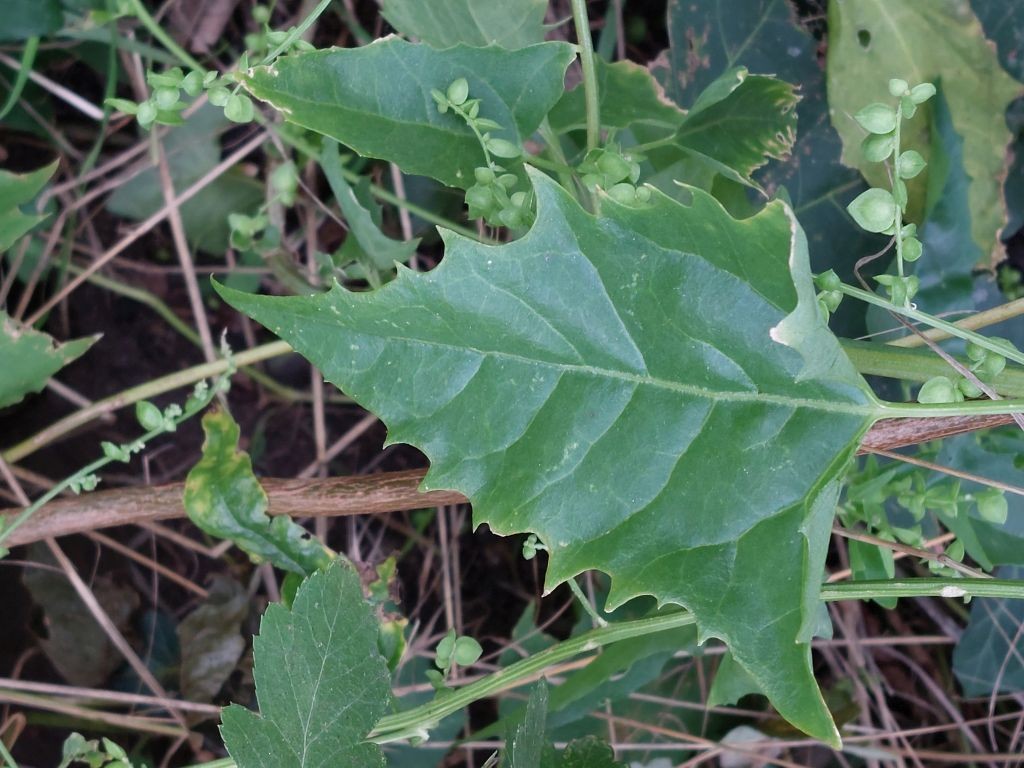 Atriplex 4b_Erlangen_2022-10-07.jpg