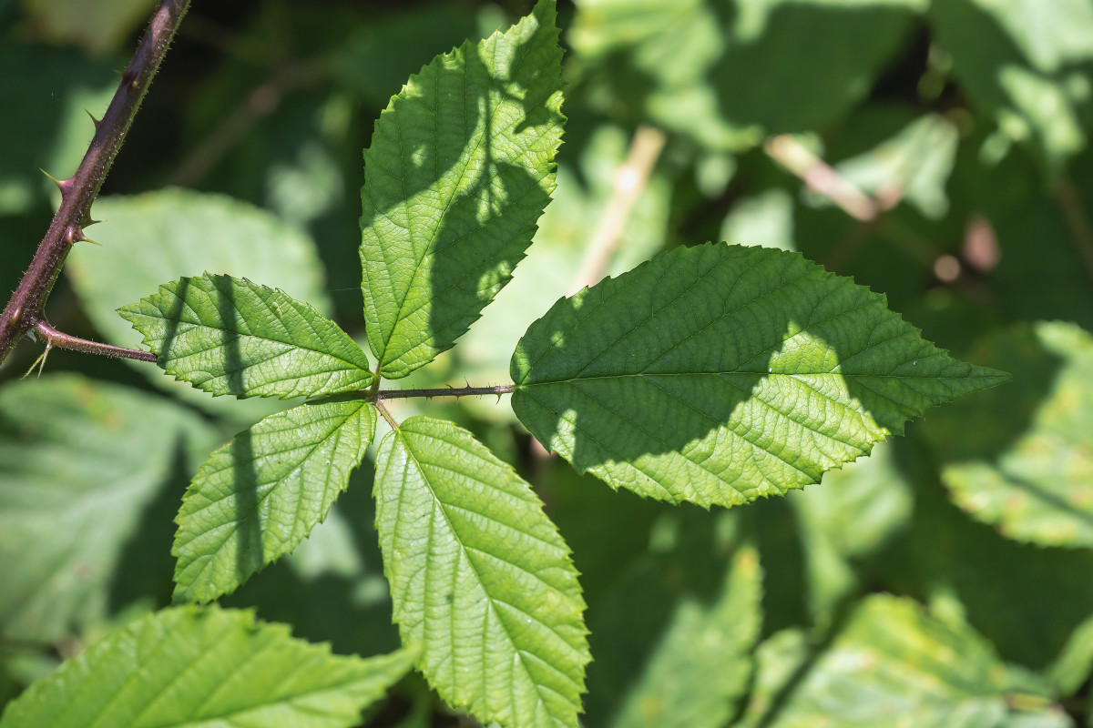 iNat Rubus; Rosaceae (3).jpg