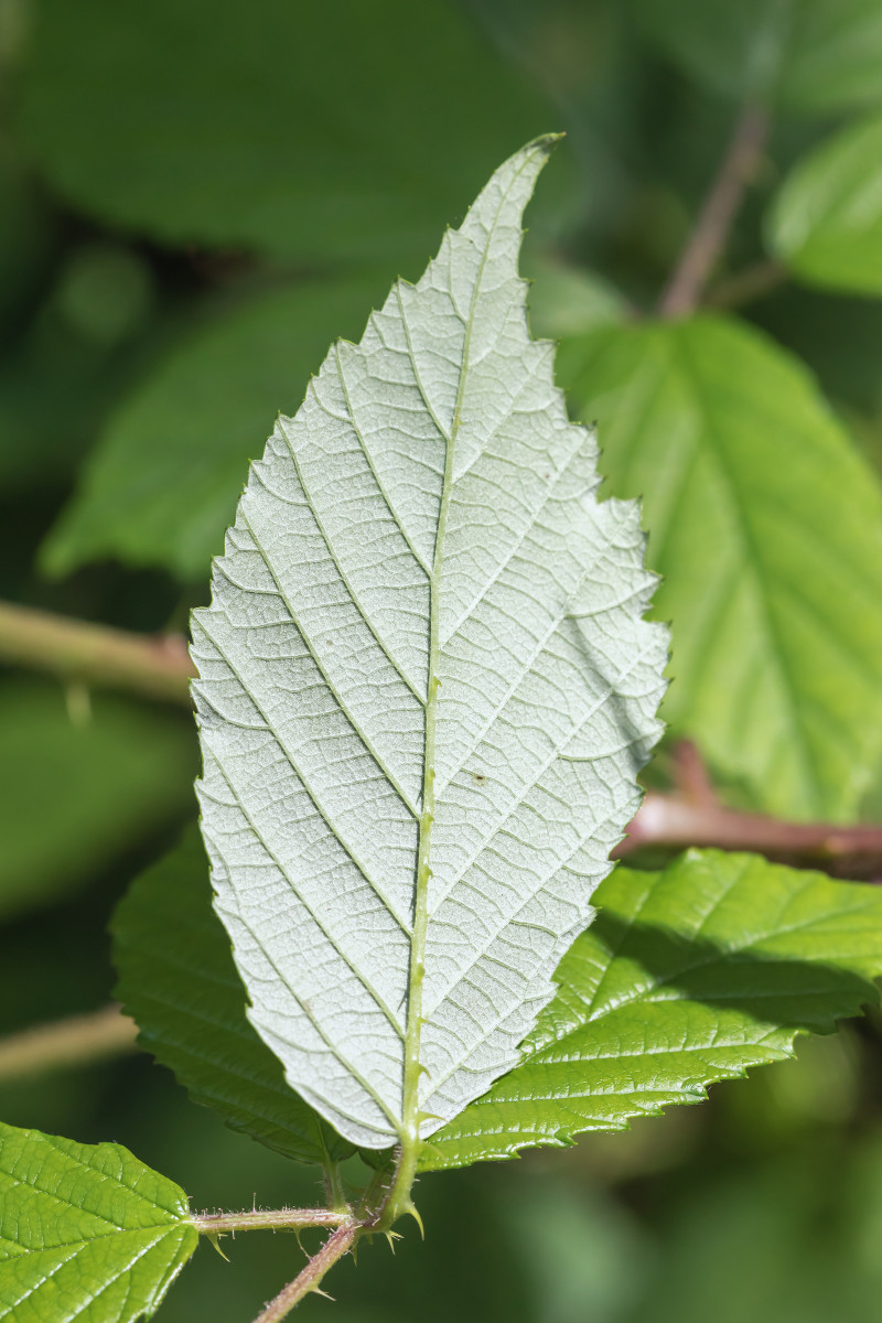 iNat Rubus; Rosaceae (5).jpg