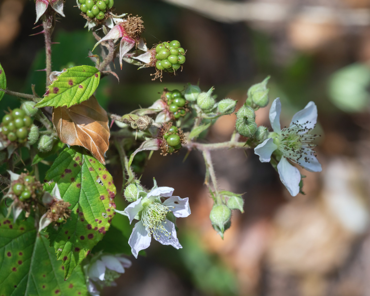 iNat Rubus; Rosaceae (7).jpg