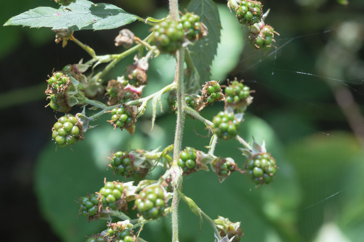 iNat Rubus; Rosaceae (6).jpg