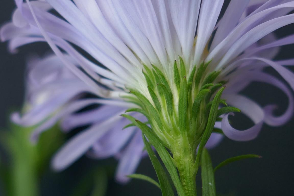 Symphyotrichum-novibelgii01.JPG