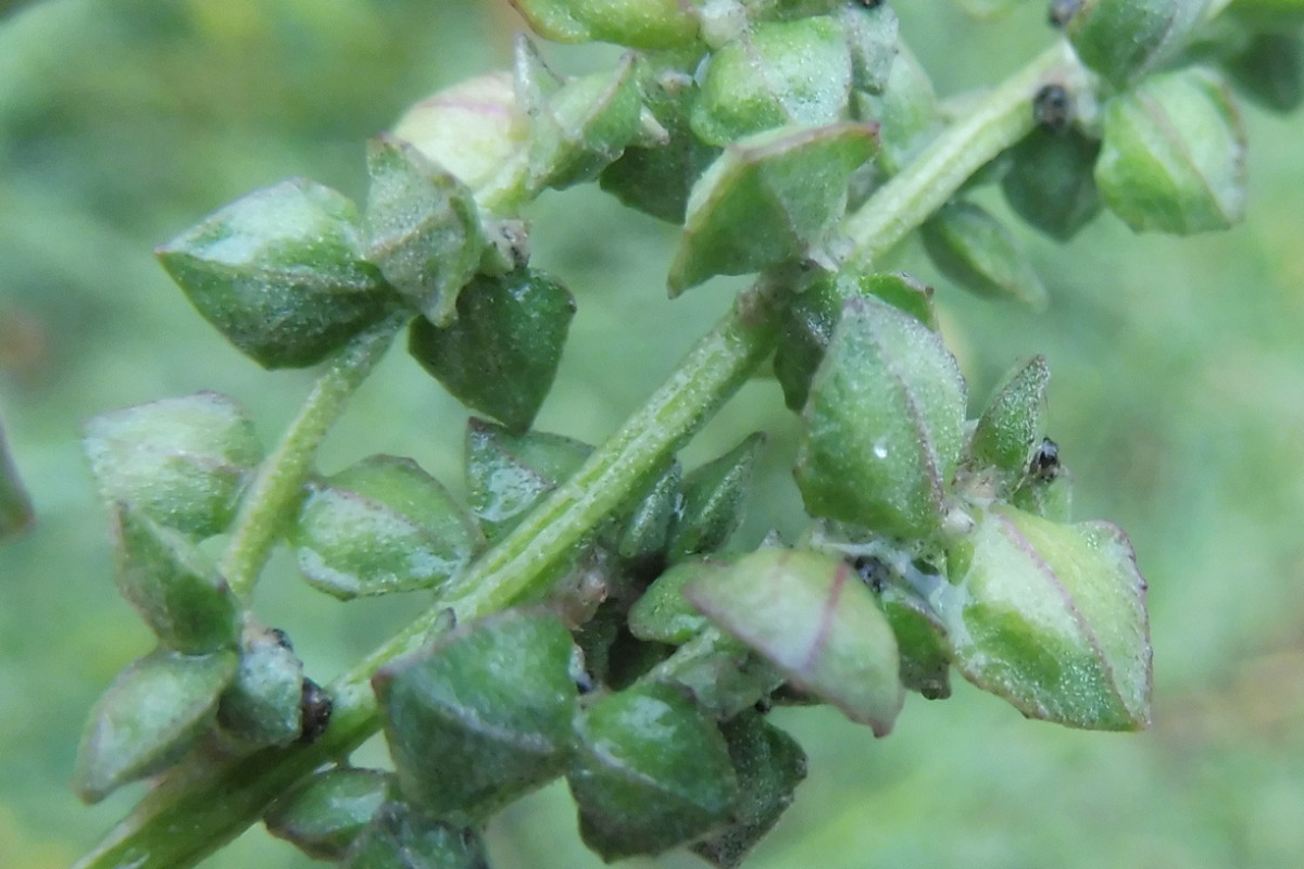 Atriplex oblongifolia.JPG