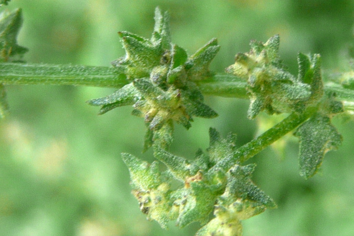 Atriplex patula.JPG