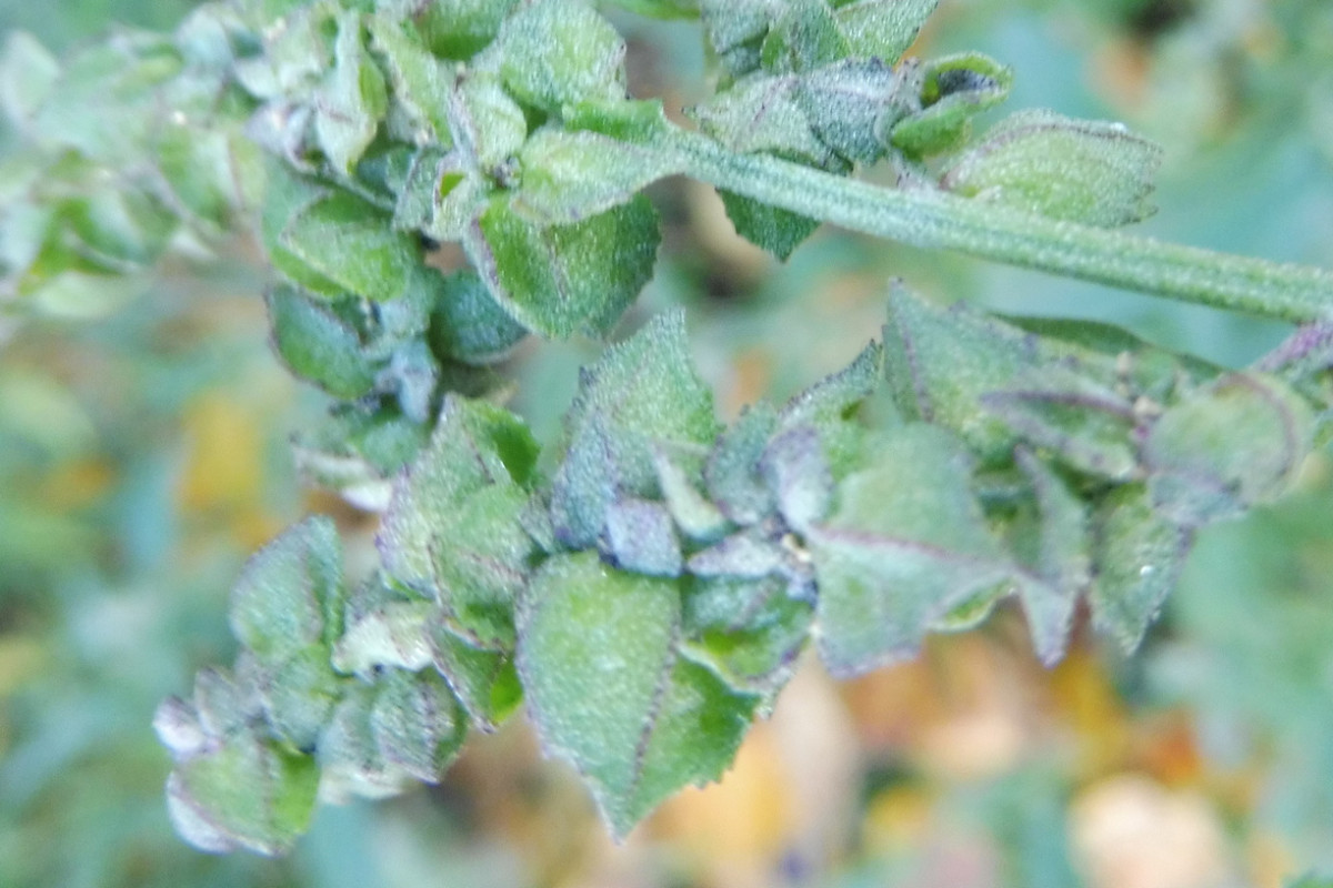 Atriplex cf. oblongifolia.JPG