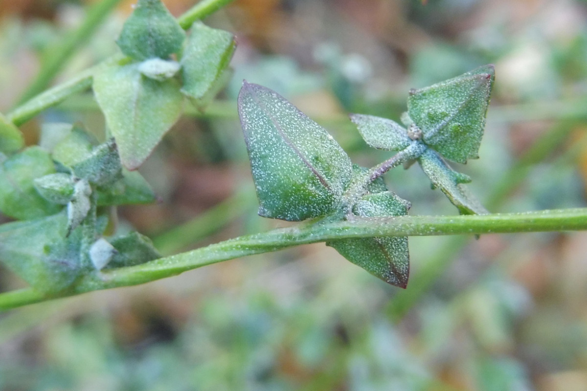 Atriplex cf. Hybrid 2. Pflanze.JPG