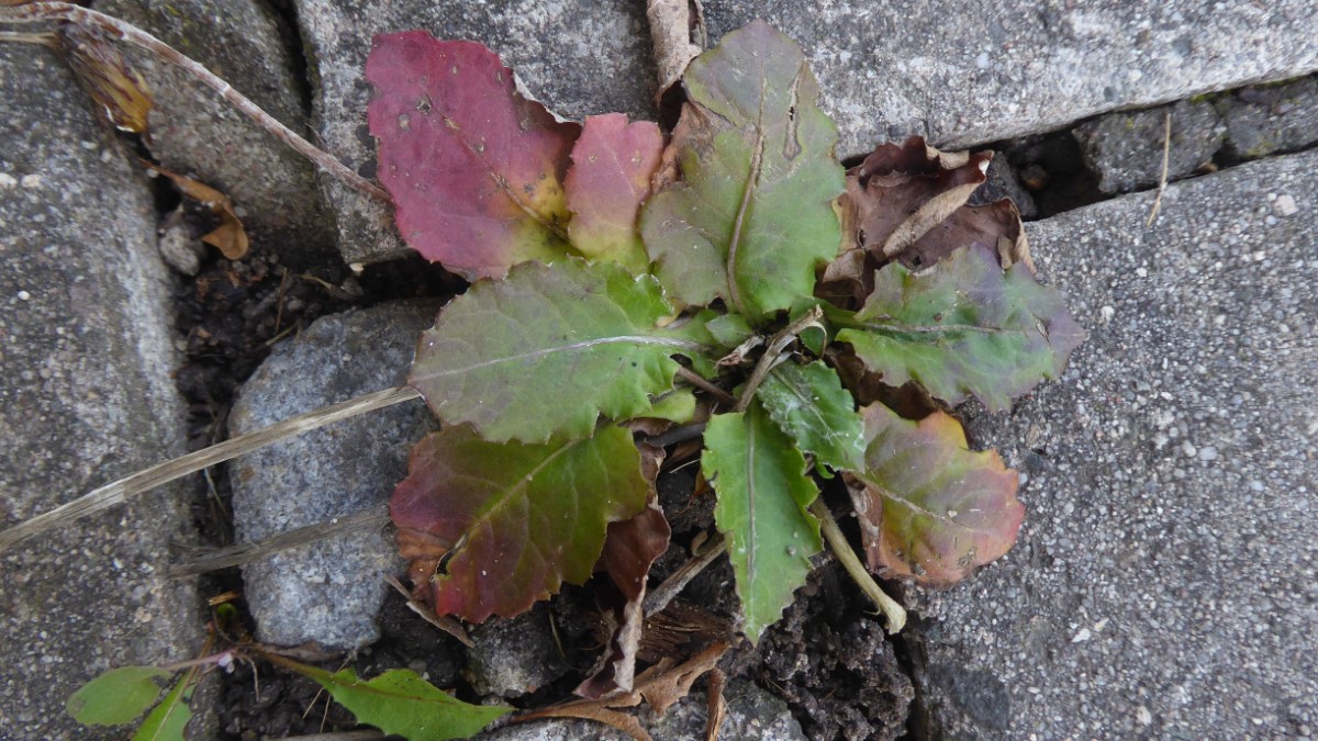 k-2022-10-11 Asteraceae (1).JPG