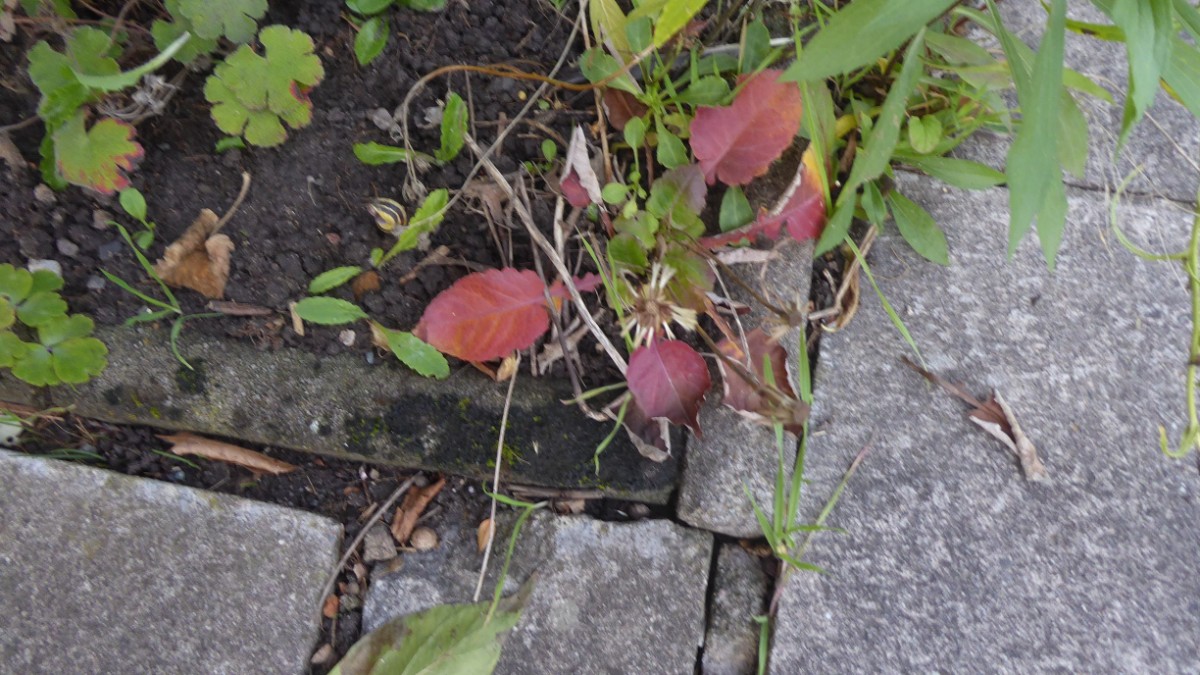 k-2022-10-11 Asteraceae (2).JPG