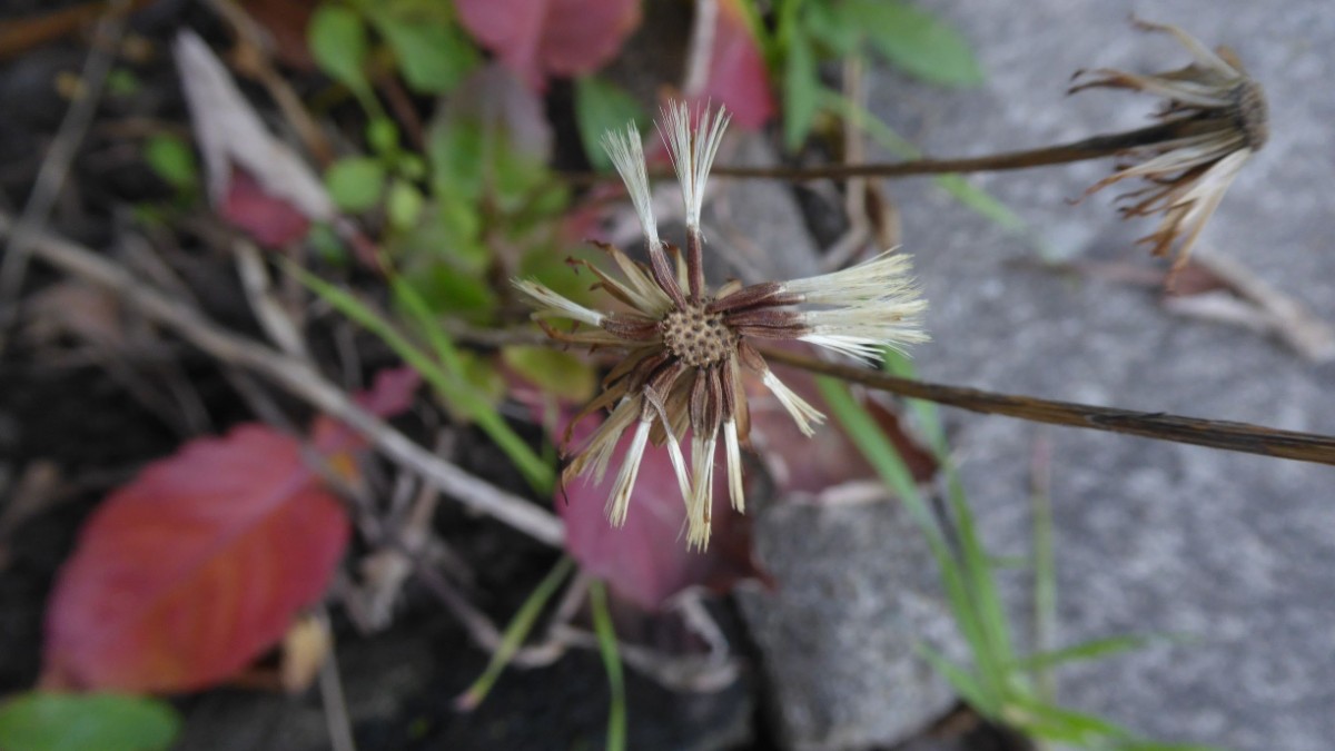 k-2022-10-11 Asteraceae (3).JPG