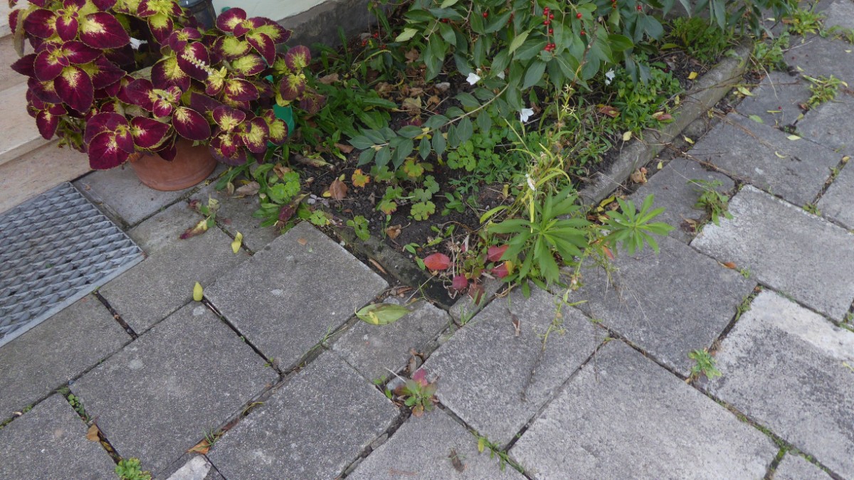 k-2022-10-11 Asteraceae (4).JPG