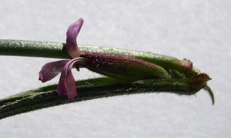 (4) Einzelblüte.JPG