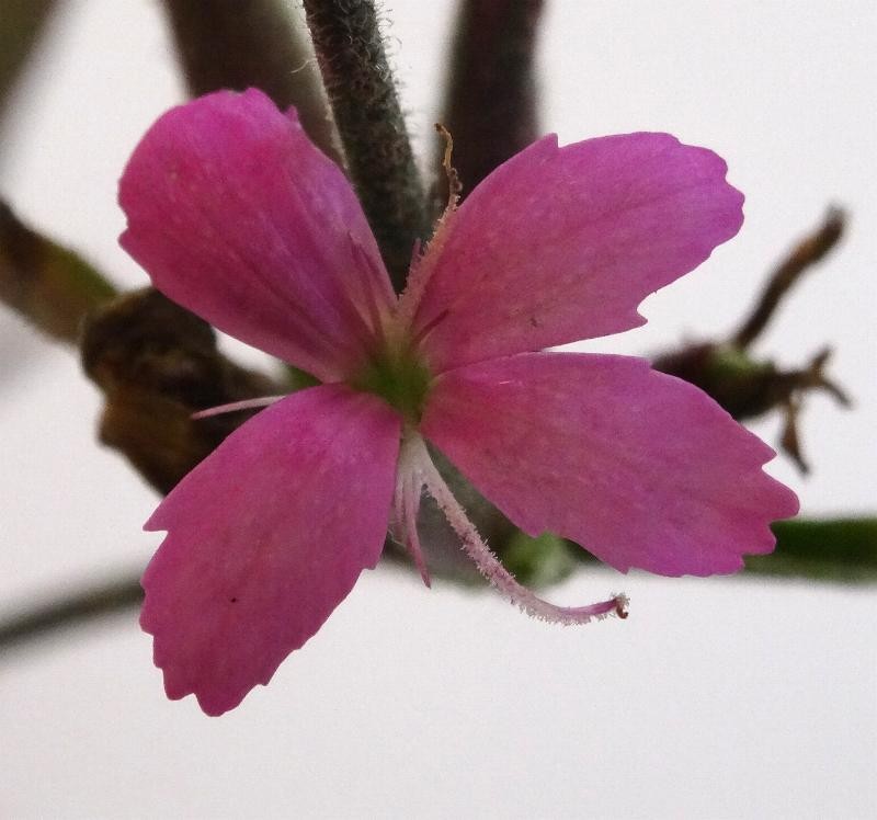 (5) Blüte von oben.JPG