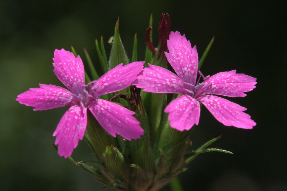 IMG_3967_Dianthus_armeria_Blüten_1000x667.jpg