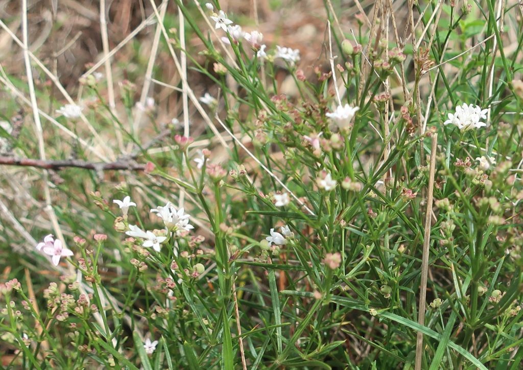 Asperula cynanchica_Jena_2022-10-23.jpg