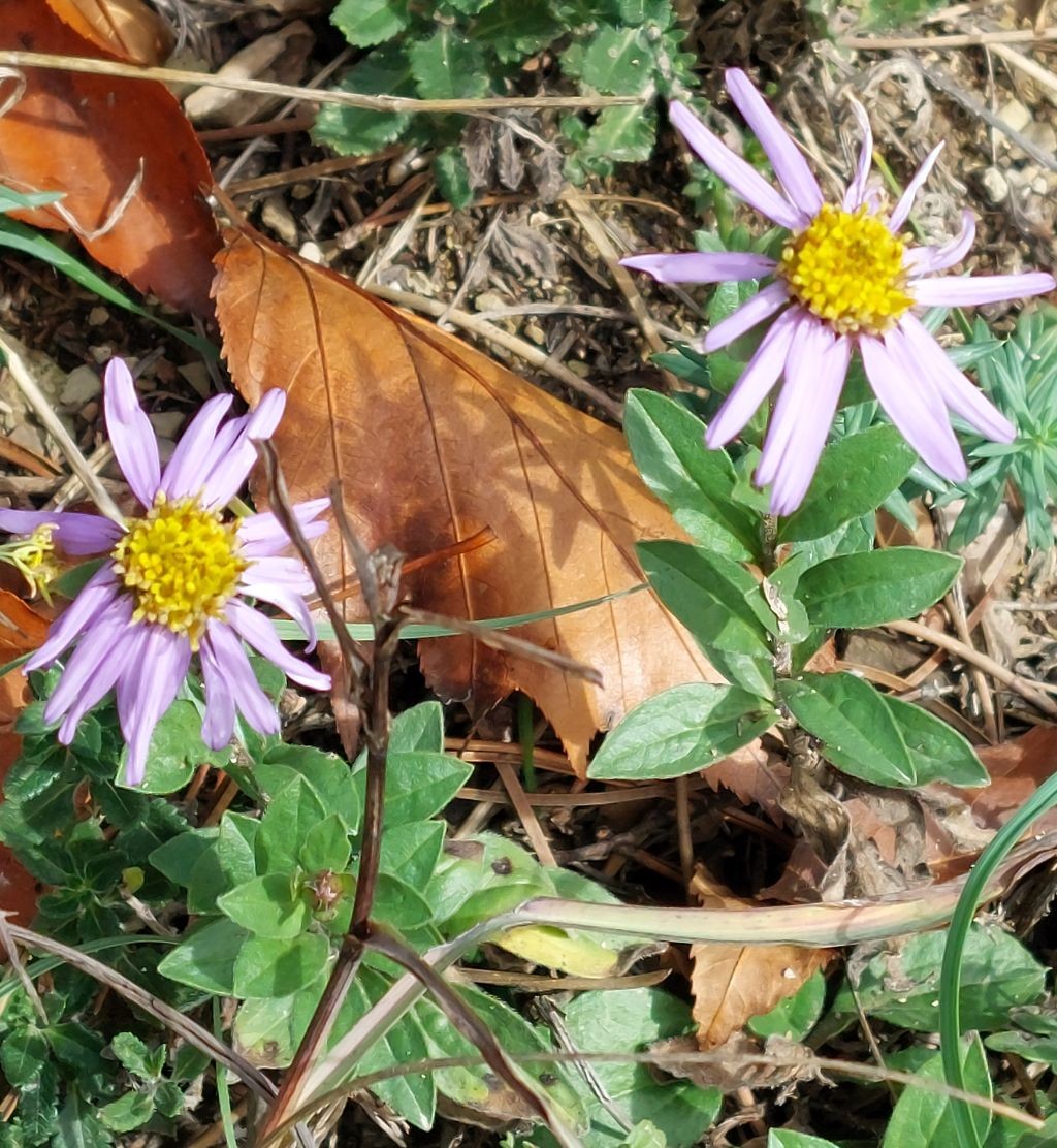 Aster amellus_Jena_2022-10-23.jpg