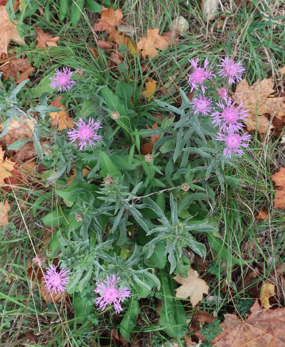 Centaurea jacea_Jena_2022-10-23.jpg