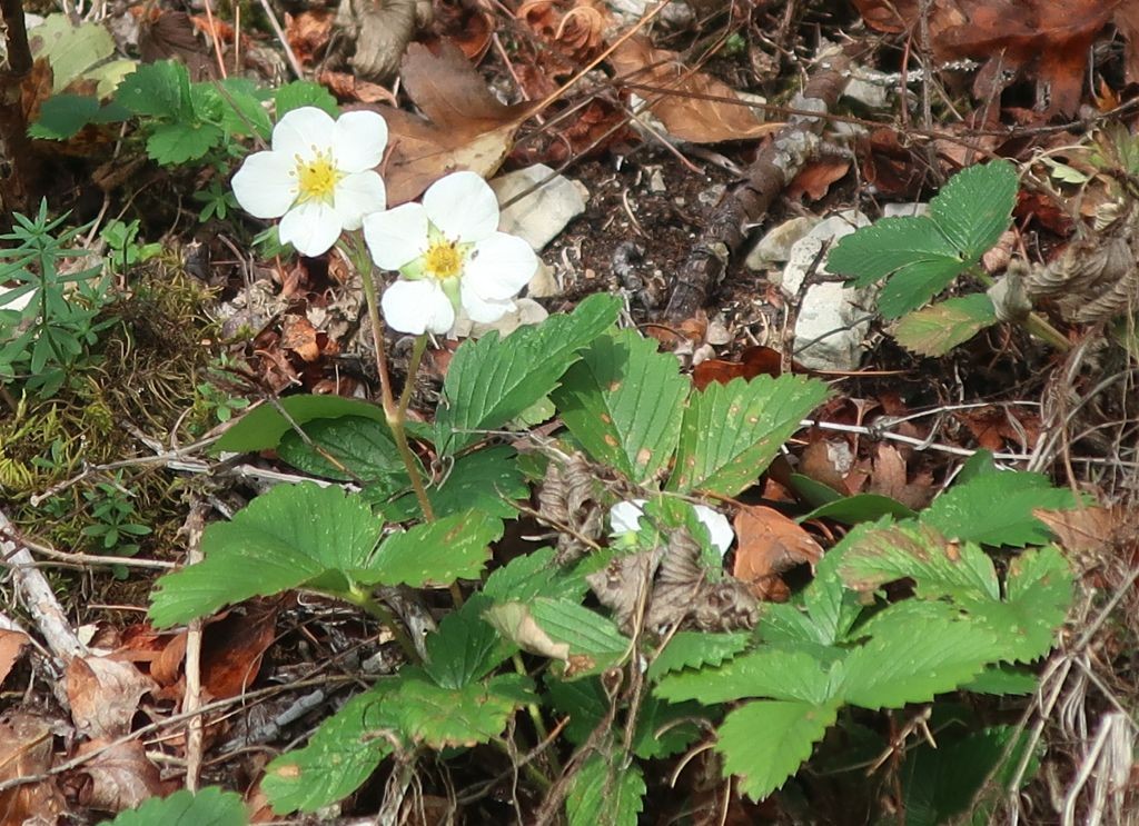 Fragaria viridis_Jena_2022-10-23.jpg