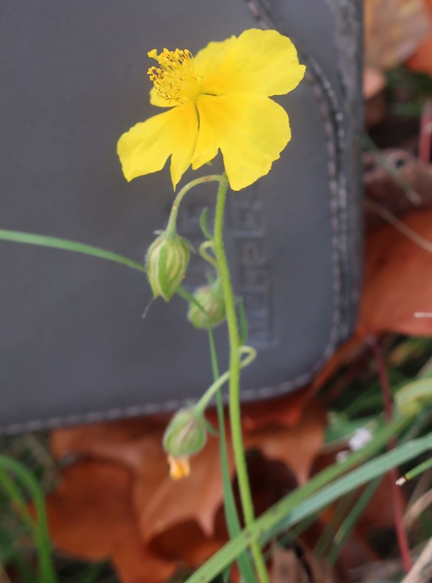 Helianthemum nummularium ssp obscurum_Jena_2022-10-23.jpg