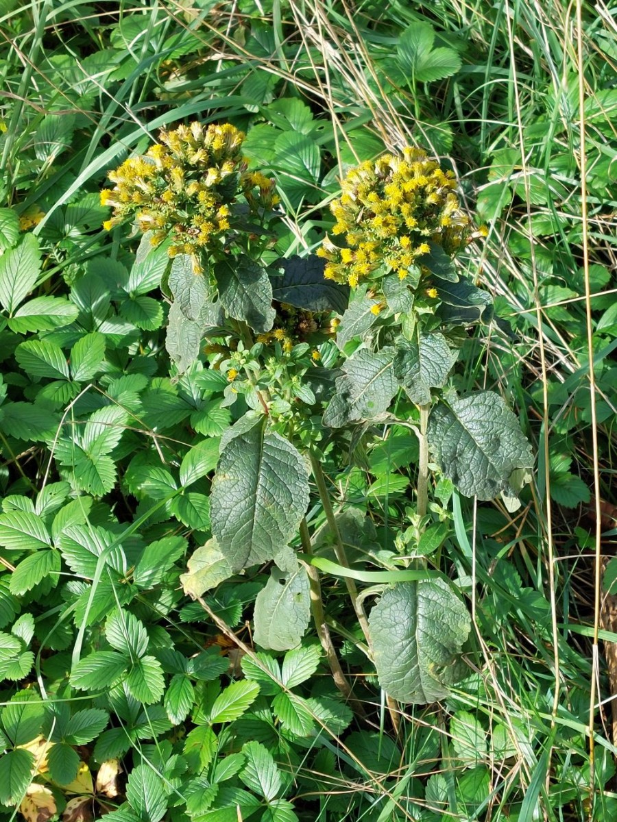 Inula conyzae_Jena_2022-10-23.jpg