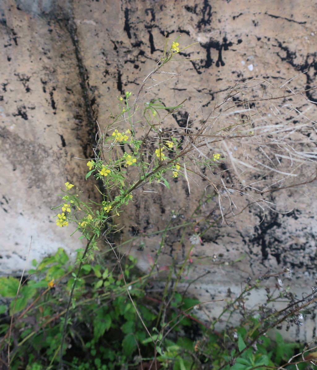 Sisymbrium loeselii_Jena_2022-10-23.jpg