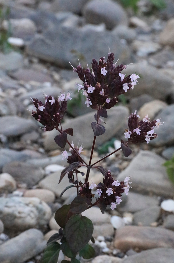 k-Origanum_03.JPG