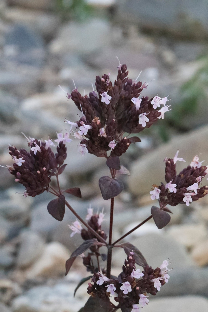 k-Origanum_08.JPG