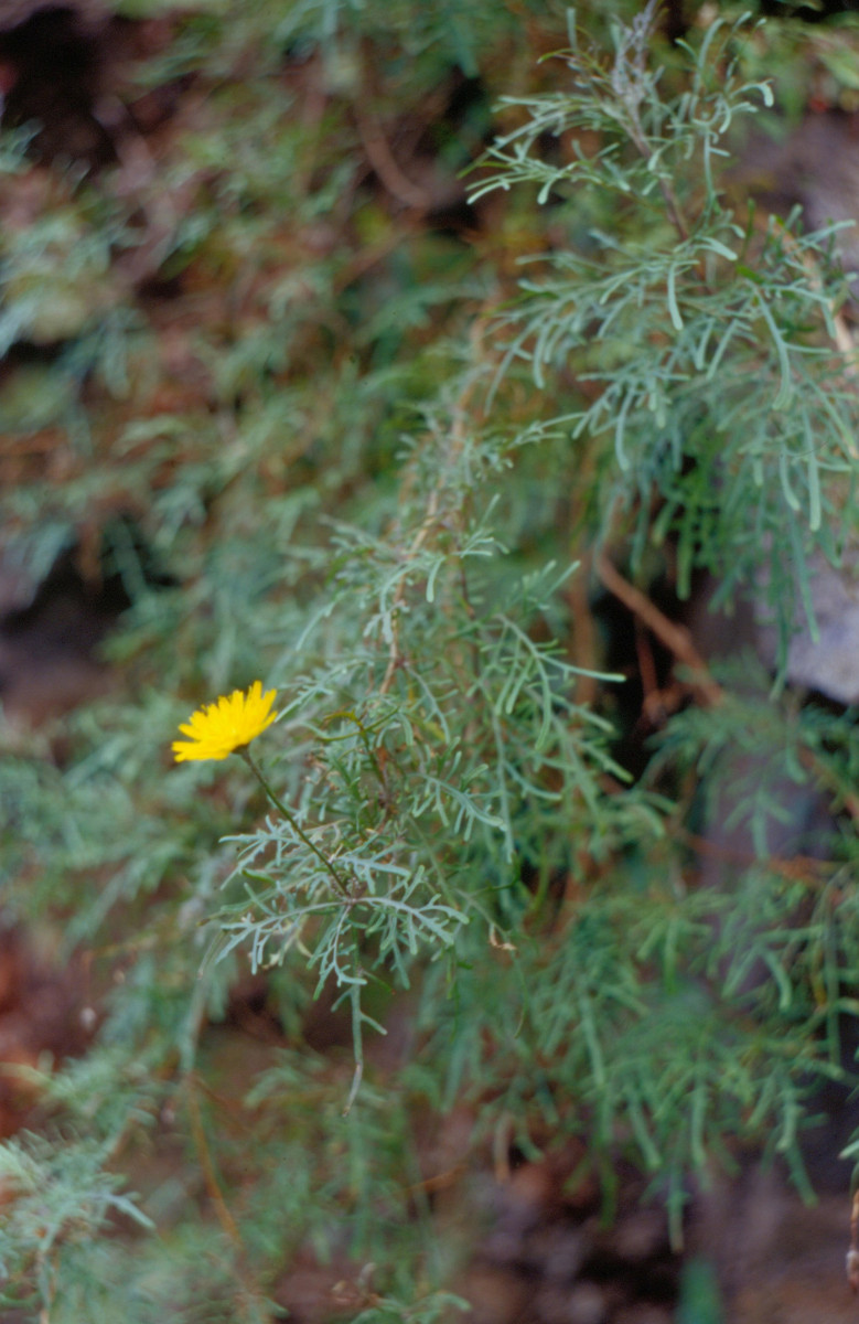 Canary Islands_Asteraceae.jpg