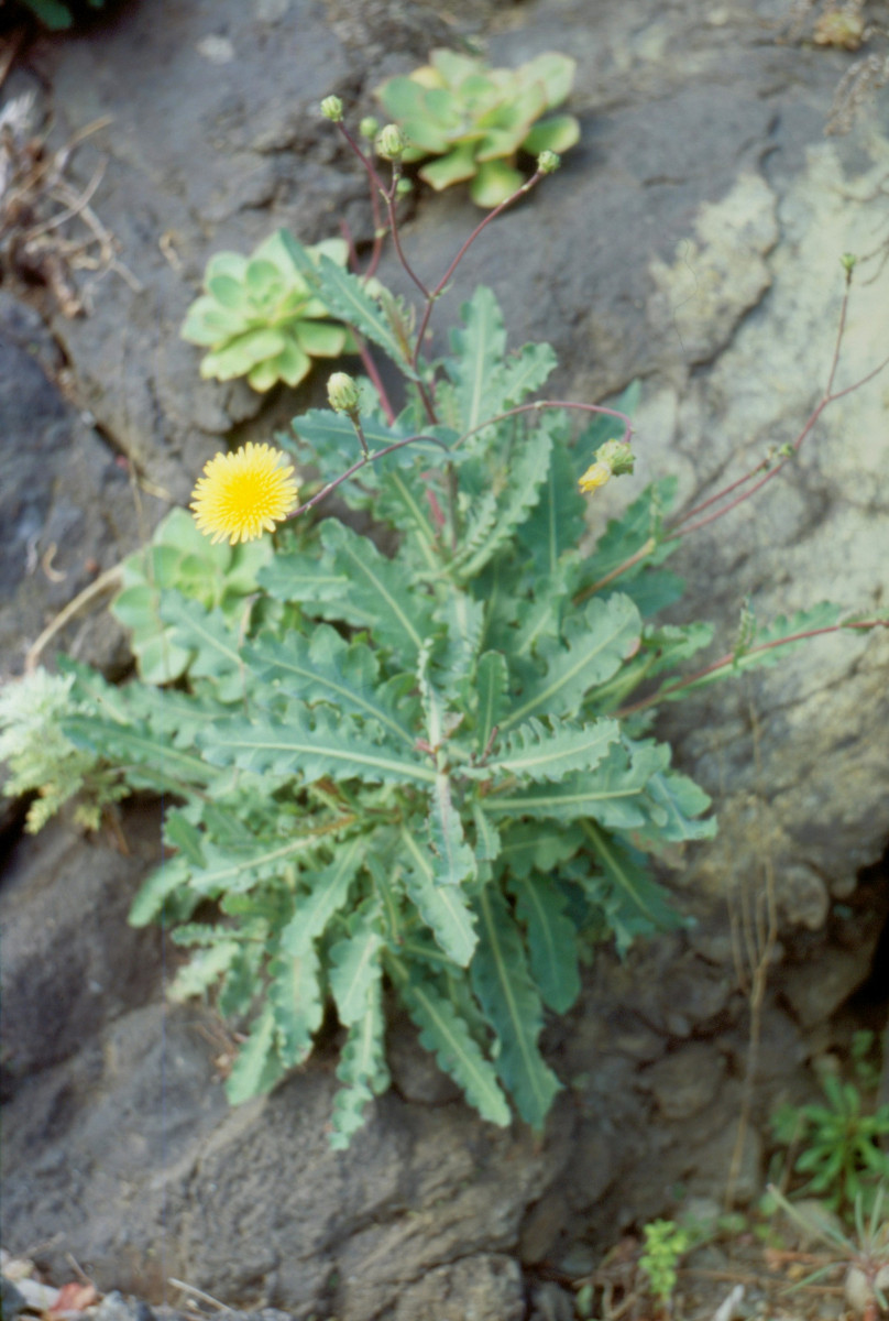 Canary Islands_ Sonchus o Tolpis.jpg