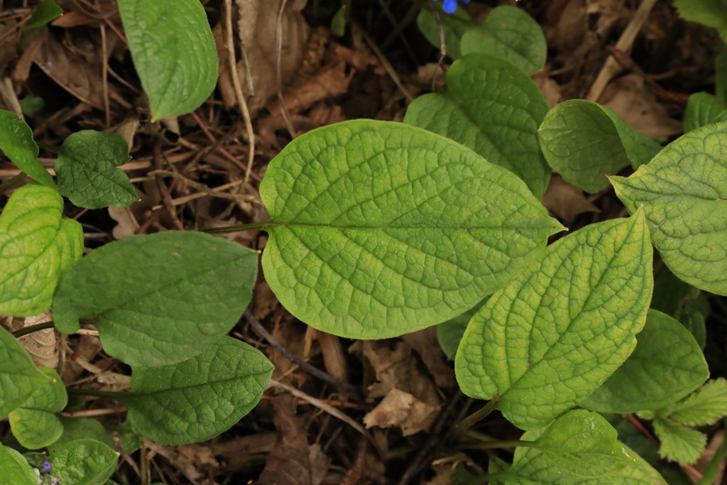 k-2178_04_Frühlings-Nabelnüsschen_Omphalodes verna.JPG