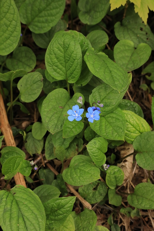 k-2178_11_Frühlings-Nabelnüsschen_Omphalodes verna.JPG