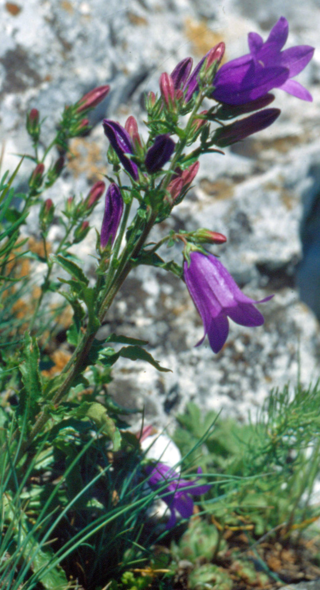 Campanula - Kopie.jpg