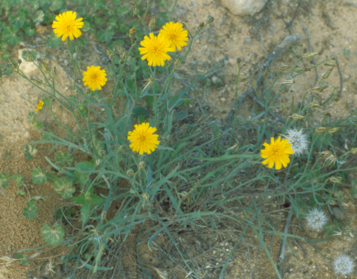 Asteraceae - Kopie.jpg