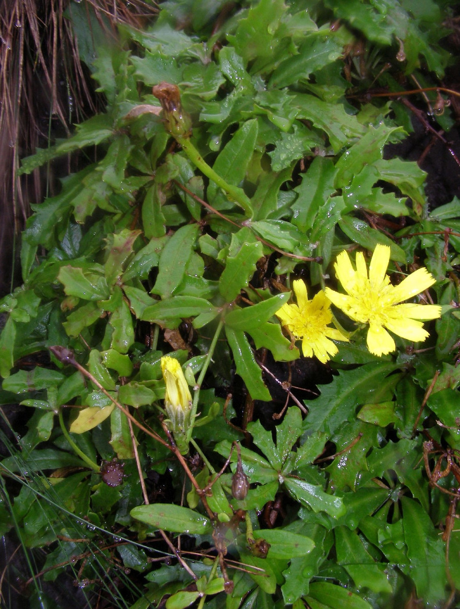 Tolpis succulenta$%{Azores Islands}Sao Miguel_Asteraceae.jpg