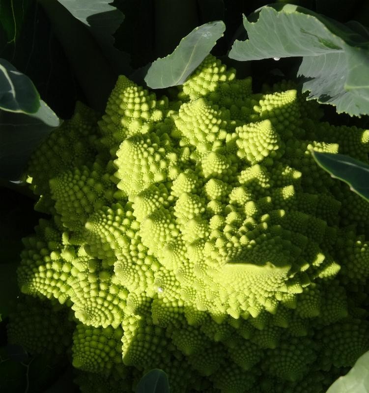 Romanesco.JPG