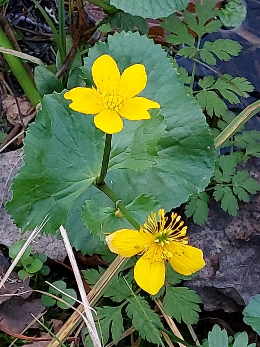 20221030_Caltha palustris.jpg