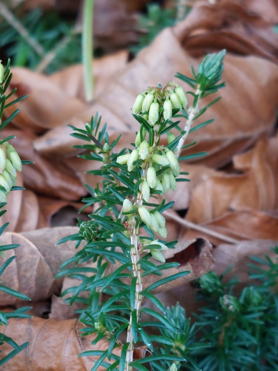 20221030_Erica carnea.jpg